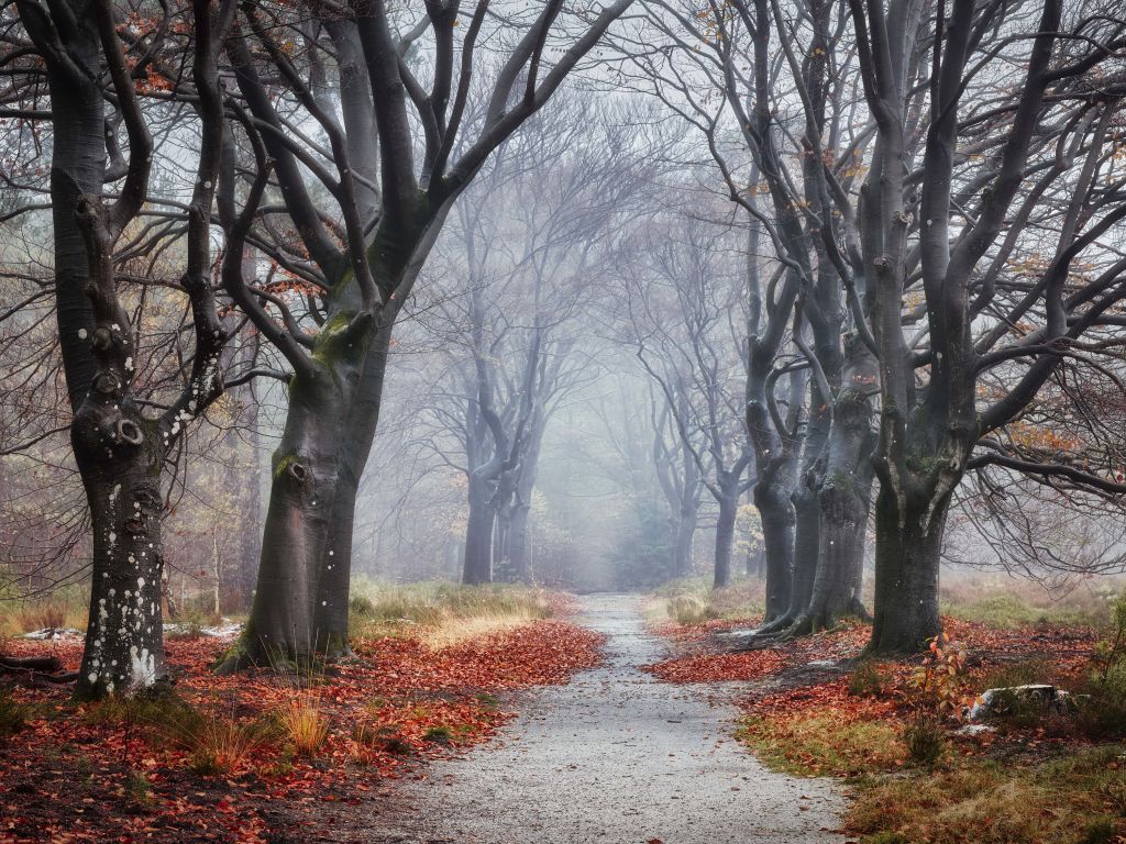 Les arbres de la forêt