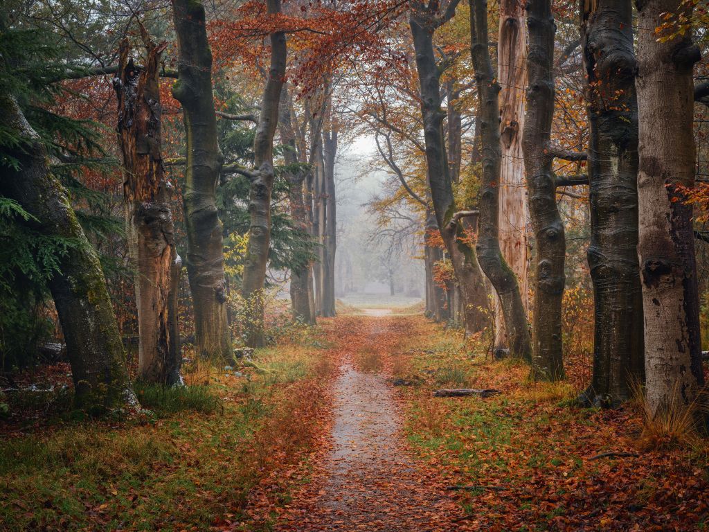 Chemin forestier avec de vieux arbres