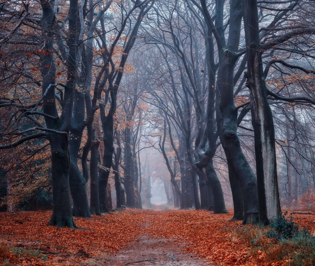 Chemin forestier avec des feuilles