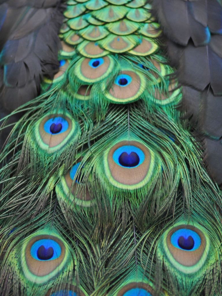 Plumes de paon en détail