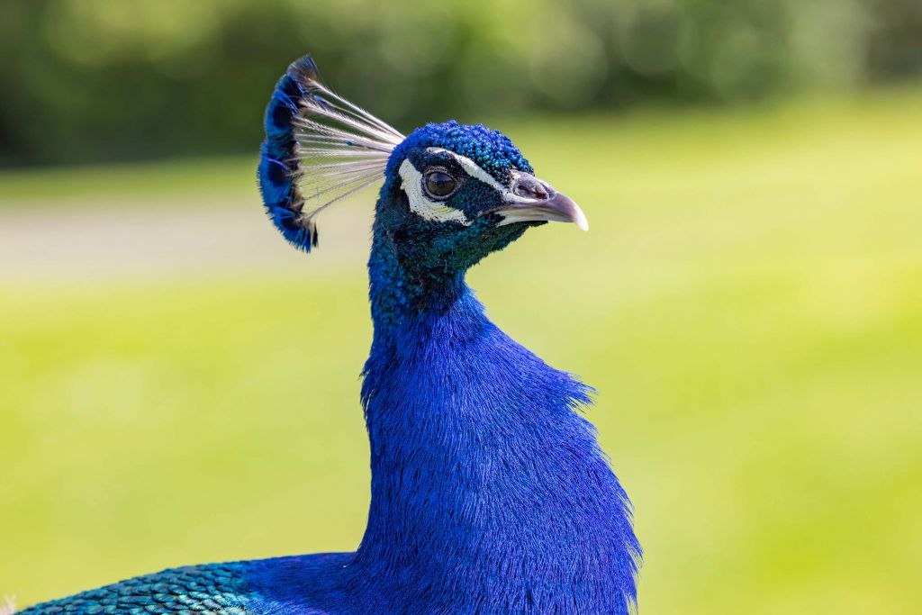 Gros plan sur un paon bleu