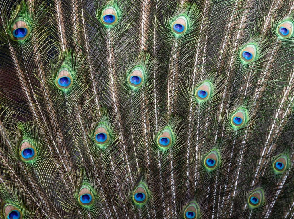 Plumes de paon ouvertes