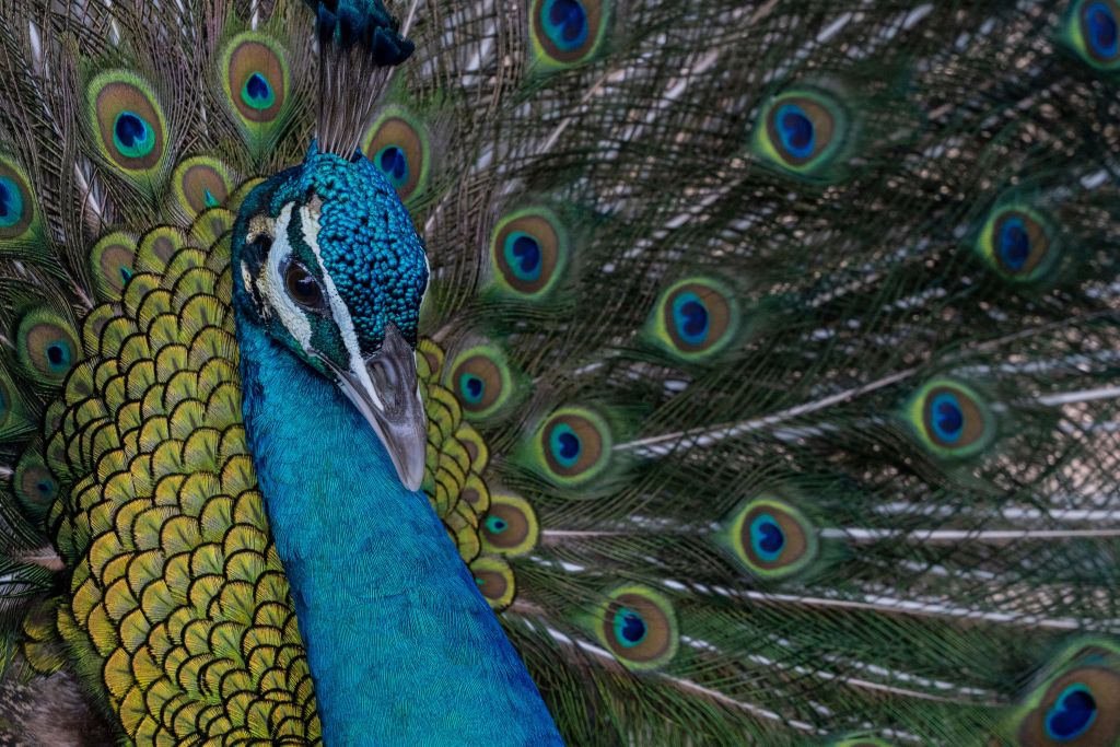 Paon indien bleu