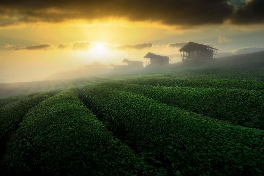 misty sunrise in tea garden