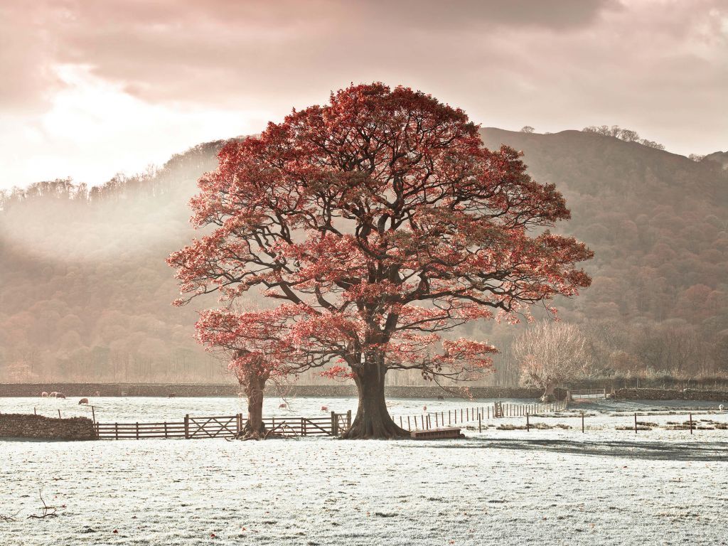 Chêne en hiver