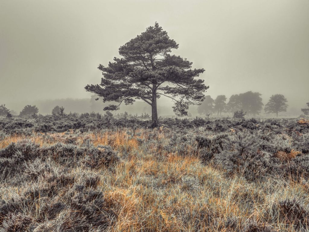 Arbre à la campagne