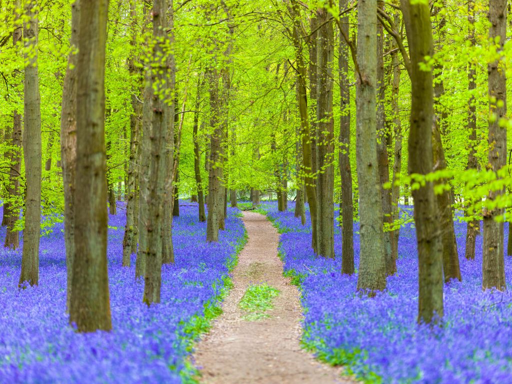 Chemin des campanules