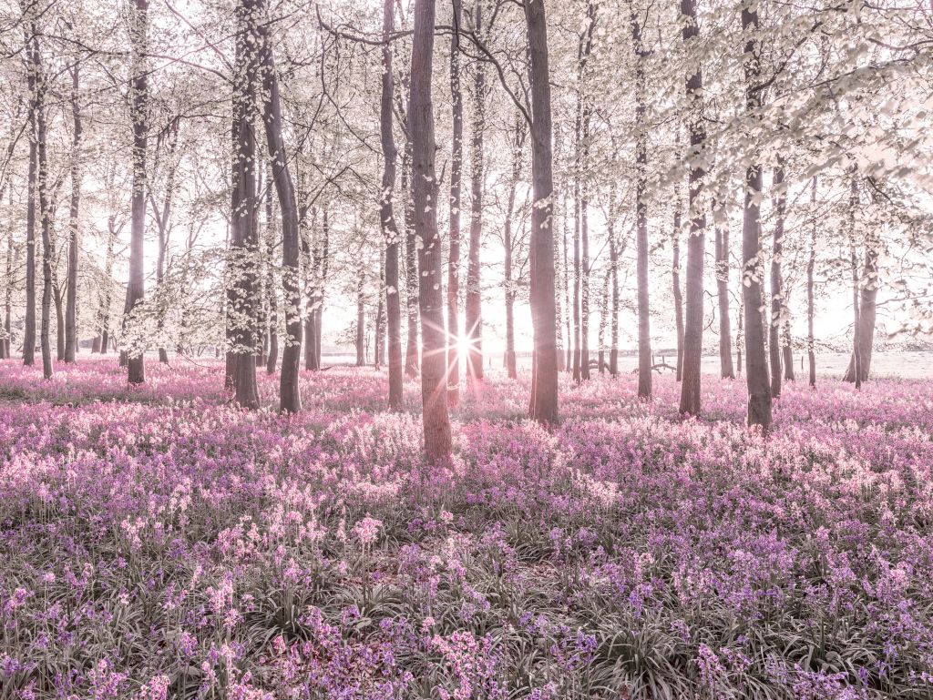 Forêt au printemps