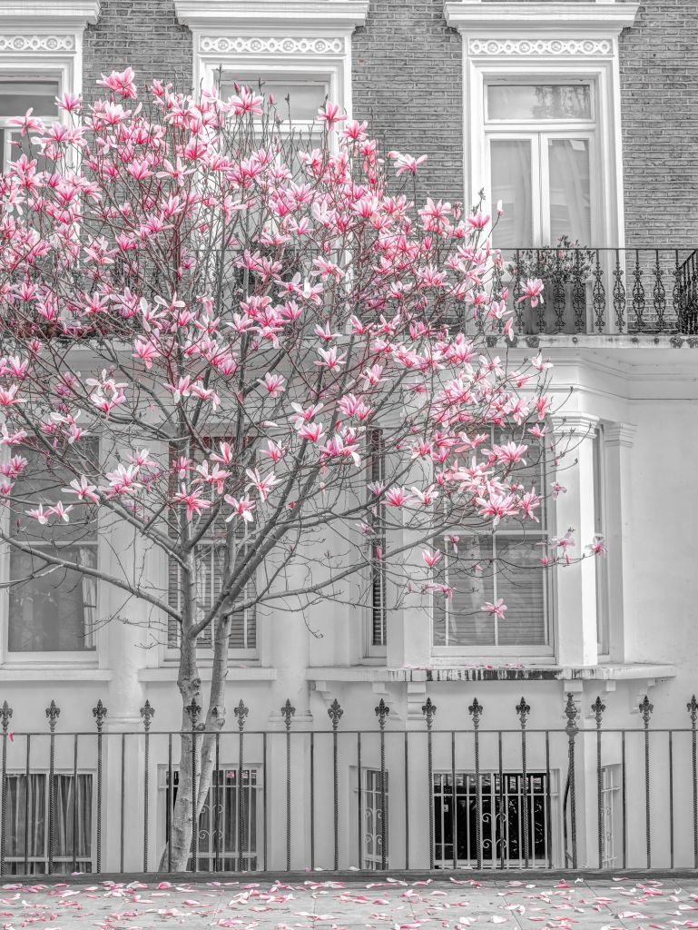 Magnolia en fleurs