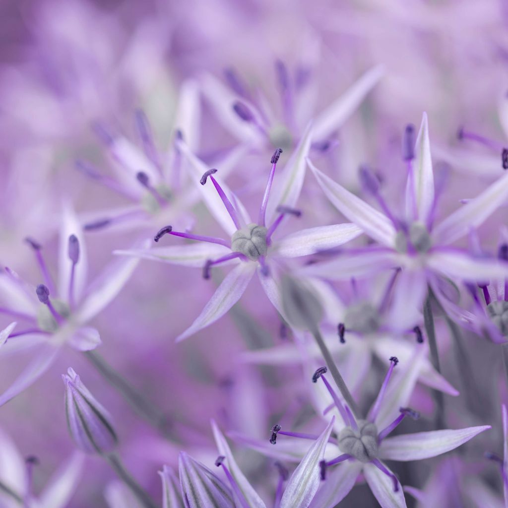 Fleurs d'allium pourpres