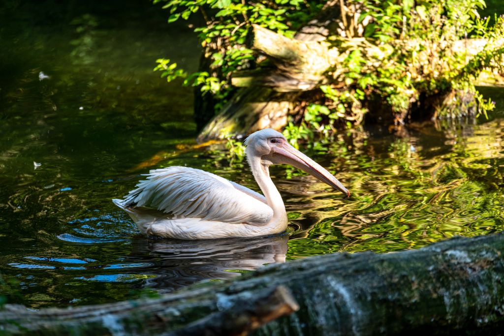 Pélican sur la rivière