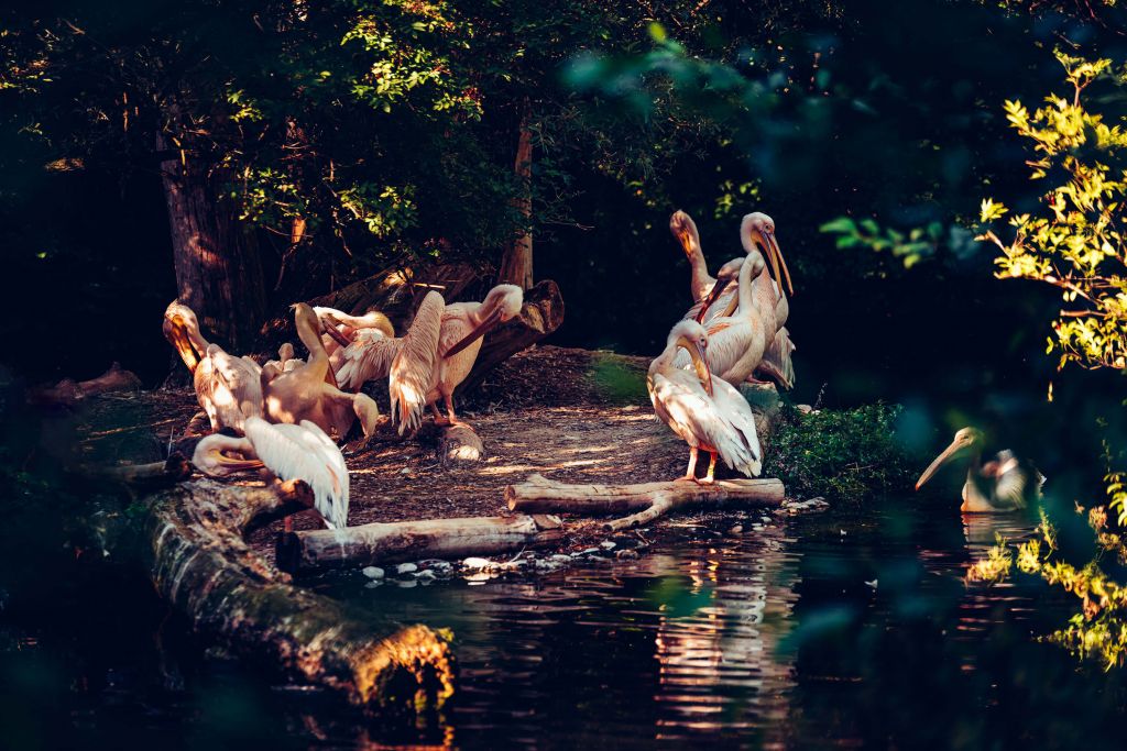 Pélicans au zoo