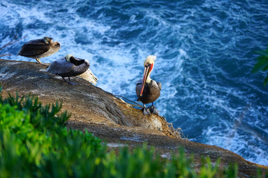 Pélicans de Californie