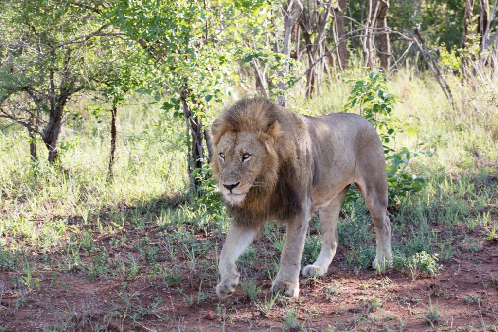 Lion mâle
