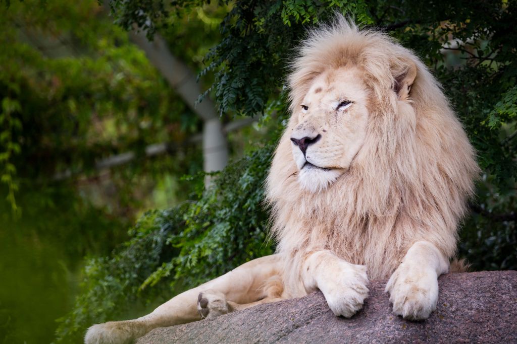Lion blanc