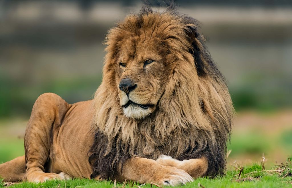 Le roi lion