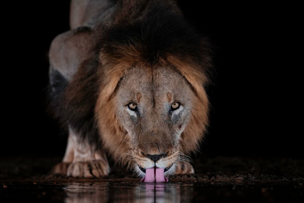 Le lion au point d'eau
