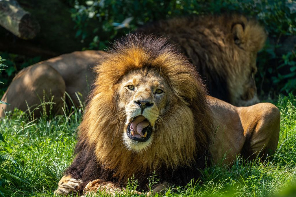 Panthera leo
