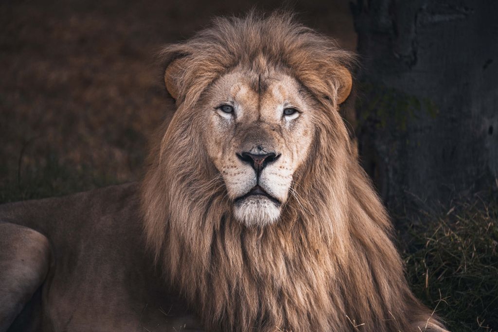 Portrait d'un lion