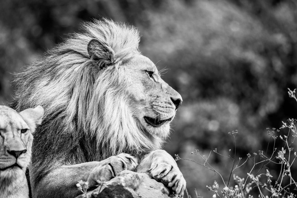 Lion tranquille dans la savane