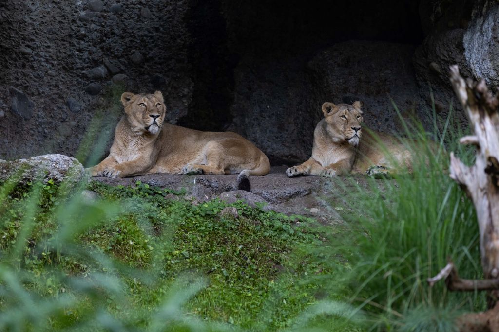 Deux lions
