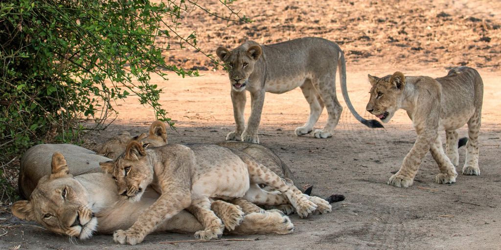 Famille du lion