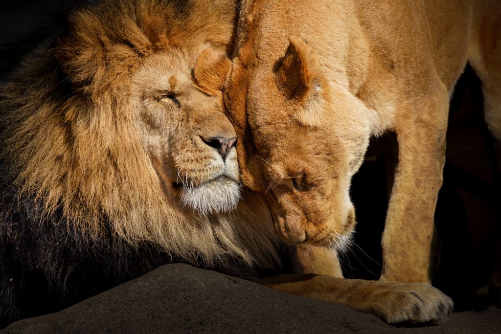 Lion et lionne