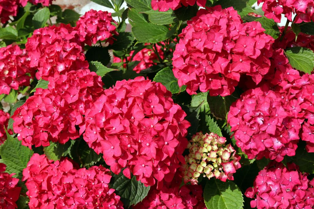 Hortensia en fleurs