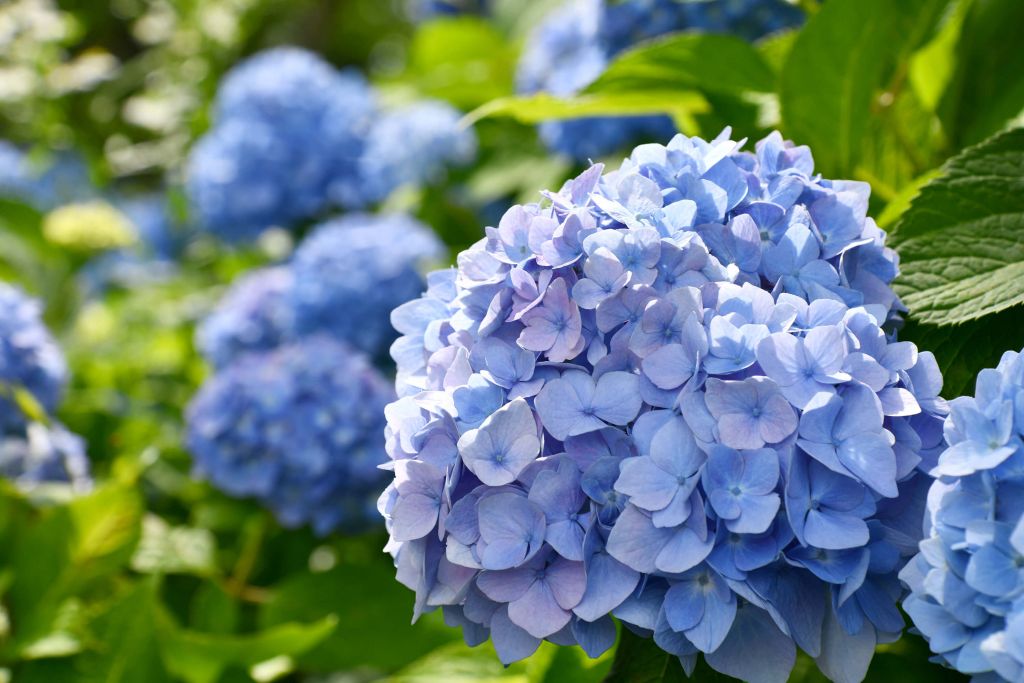 Hortensias violets
