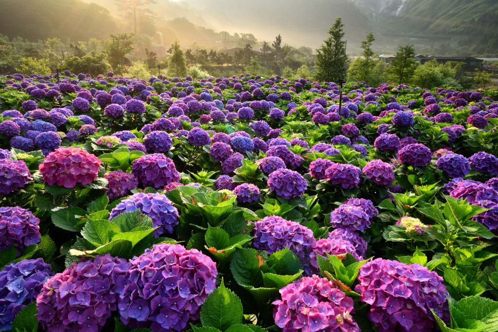 Hortensias dans un champ