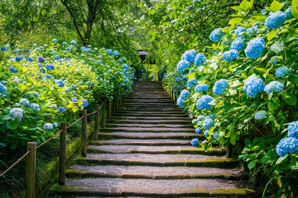 Escalier entre des hortensias