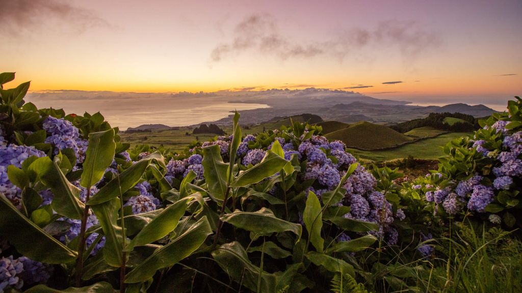 Coucher de soleil avec des hortensias