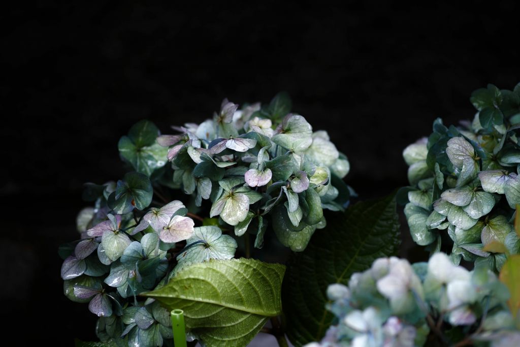 Hortensia dans le jardin
