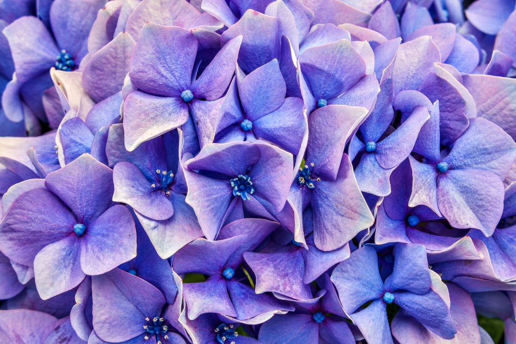 Hortensias en gros plan