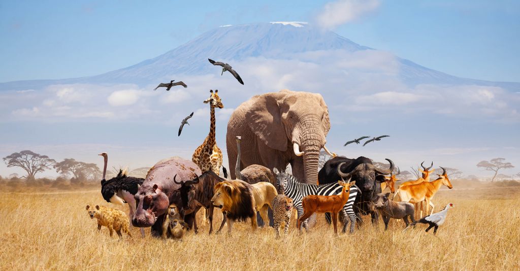 Animaux africains au Kilimandjaro