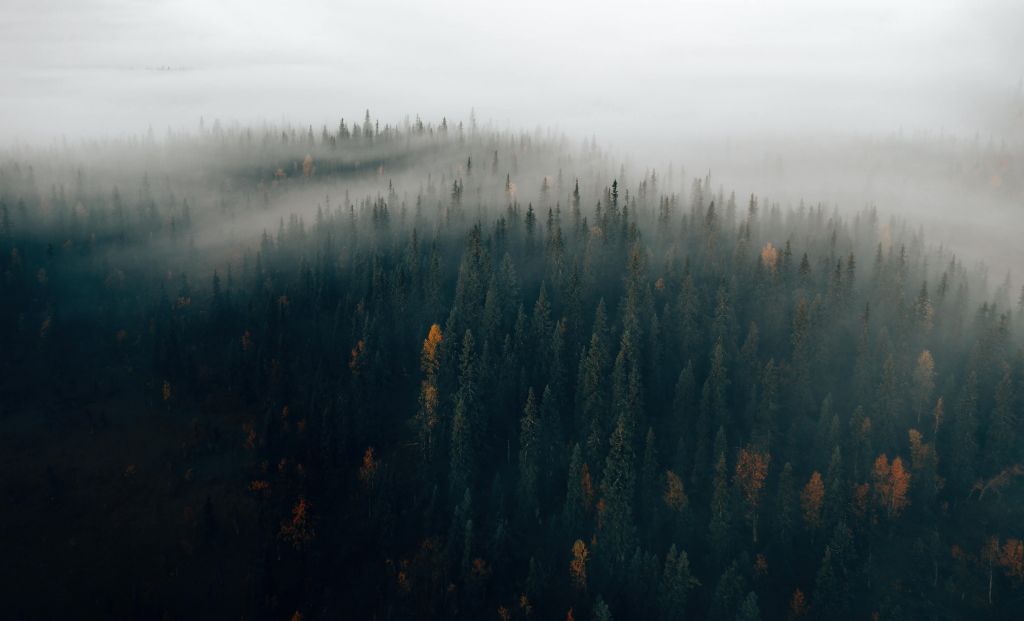 Forêt dans brume