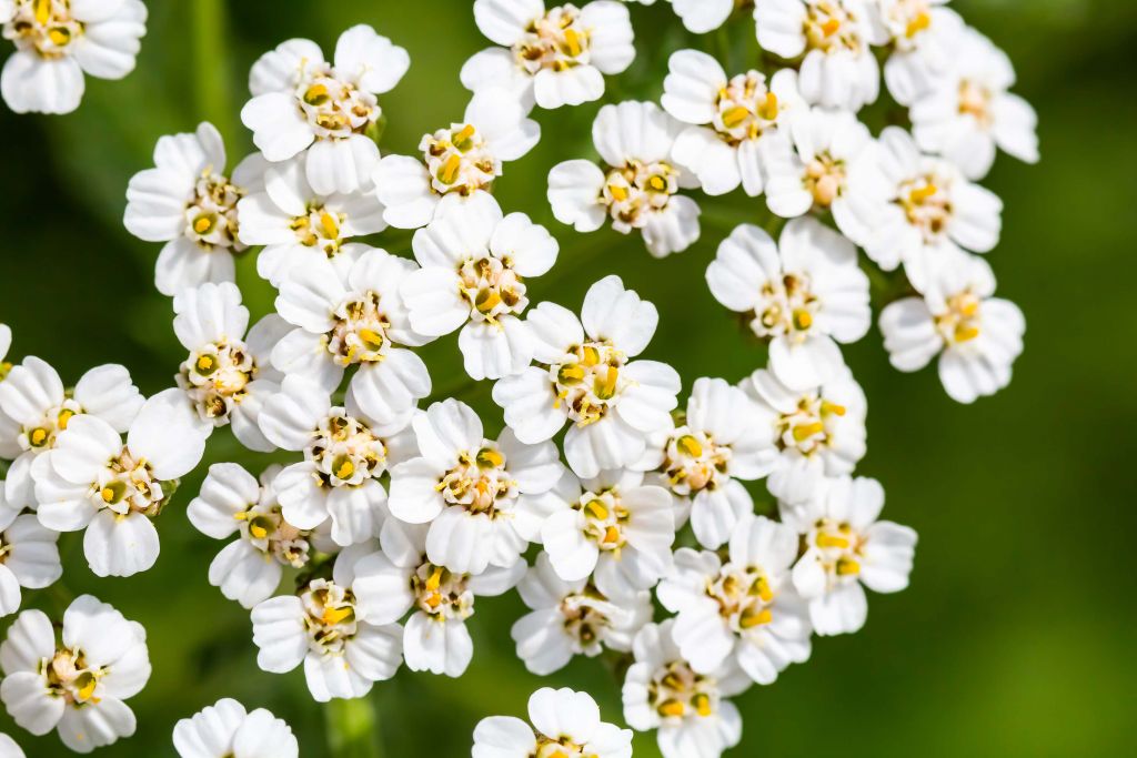 Petites fleurs blanches