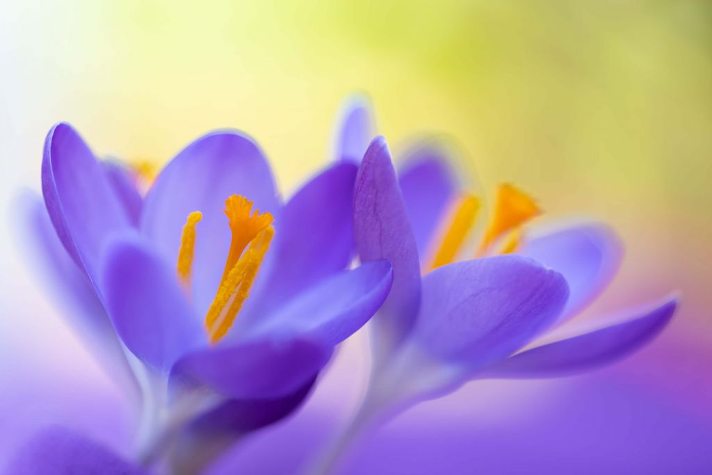 Crocus violets avec une touche de vert