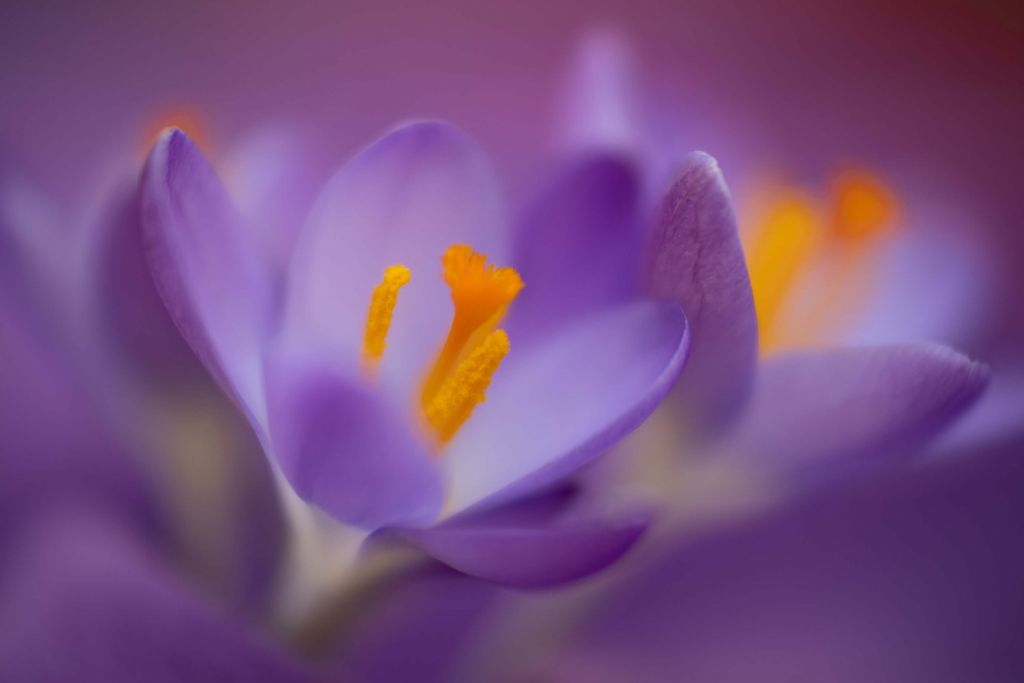 Crocus mauves