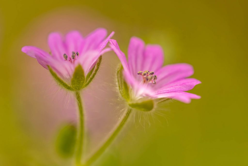 Deux fleurs roses magiques