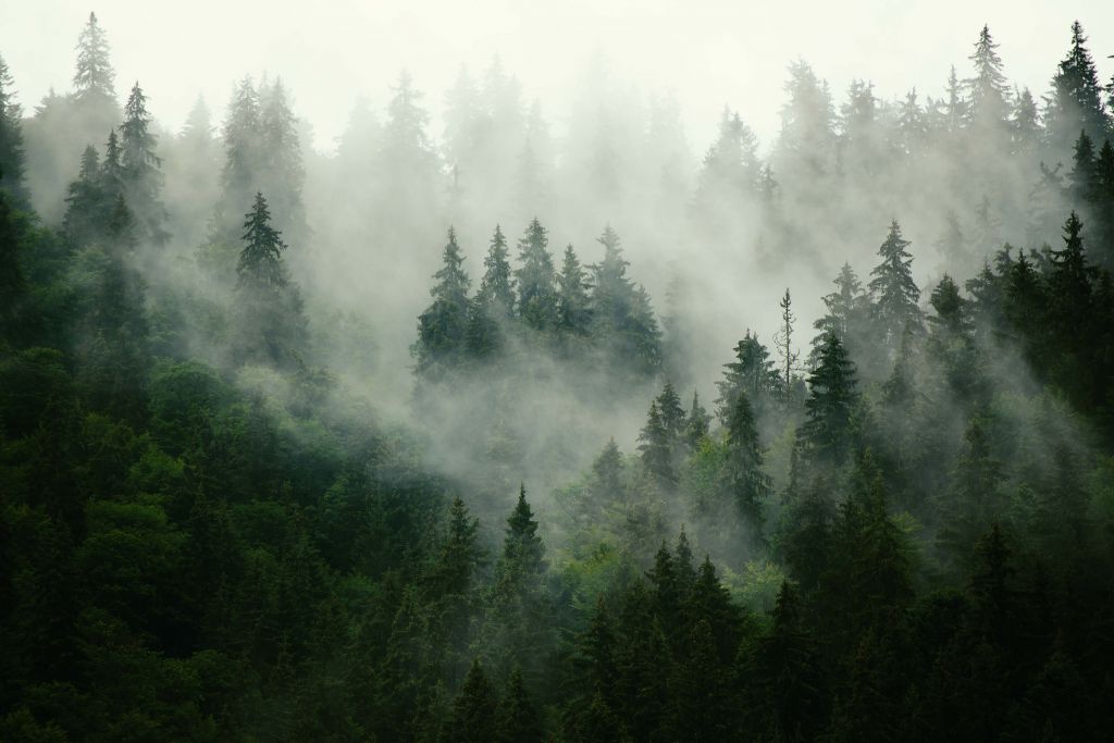 Foggy forest