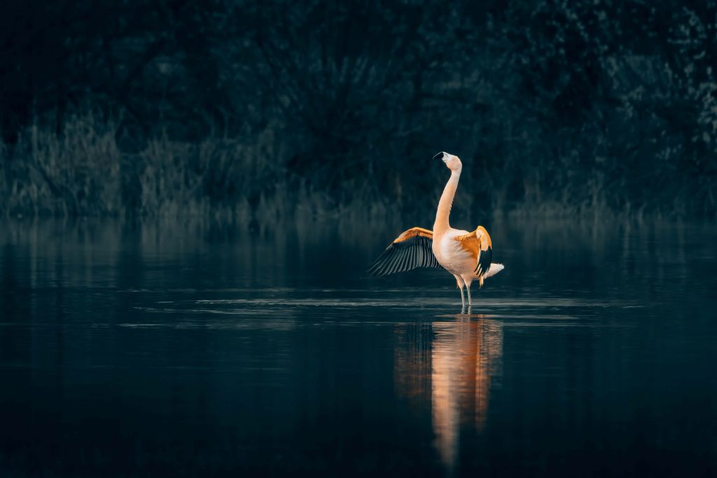 Flamant rose dans un lac désert