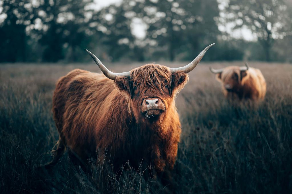 Highlander écossais en gros plan