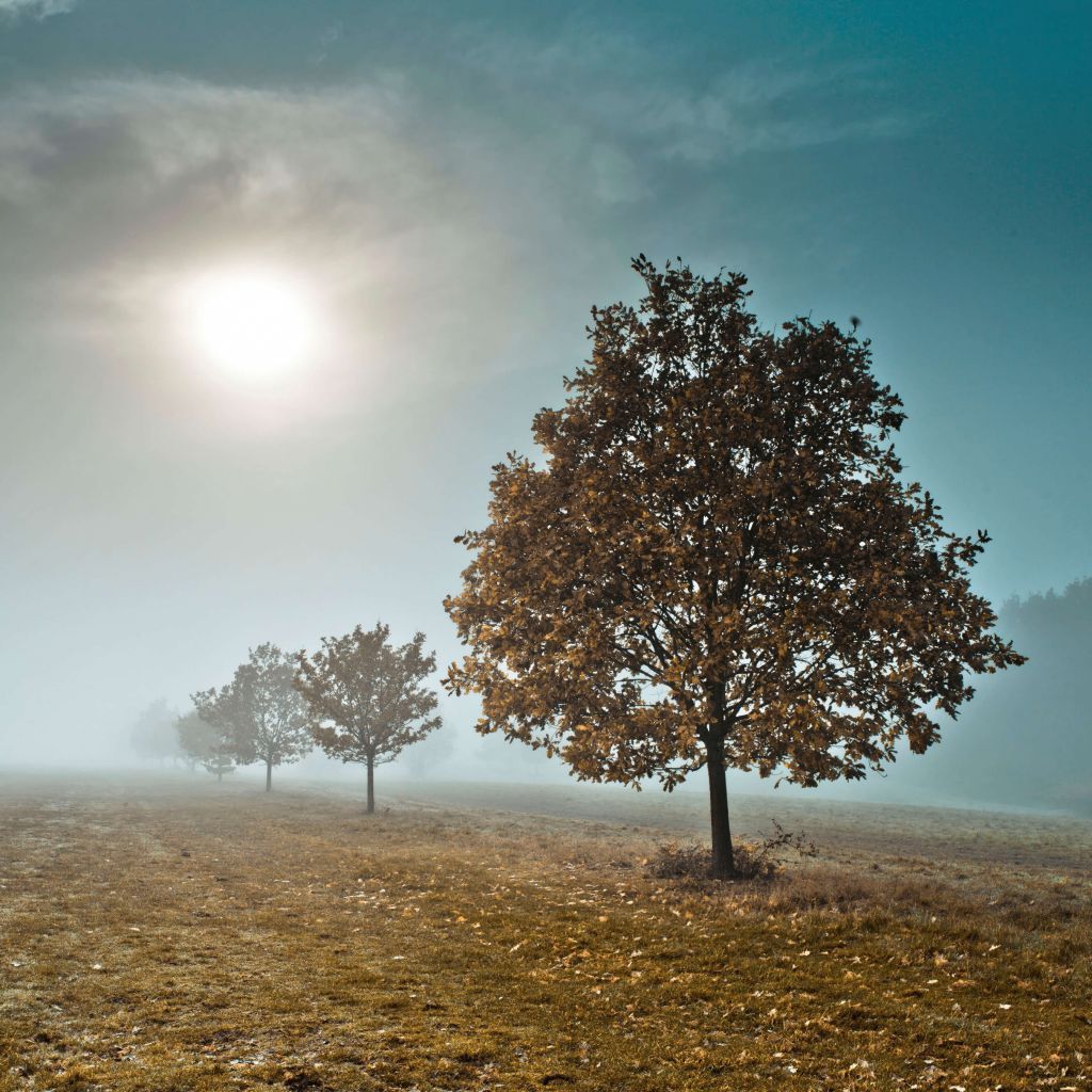 Trees in the mist