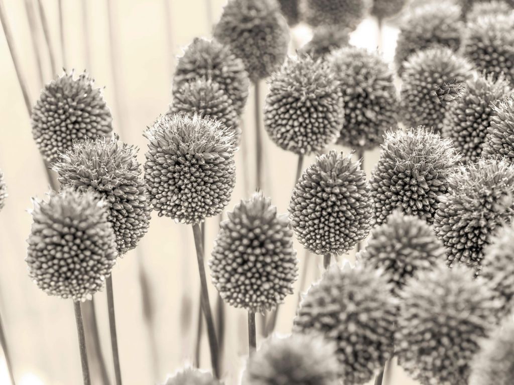 Allium flowers