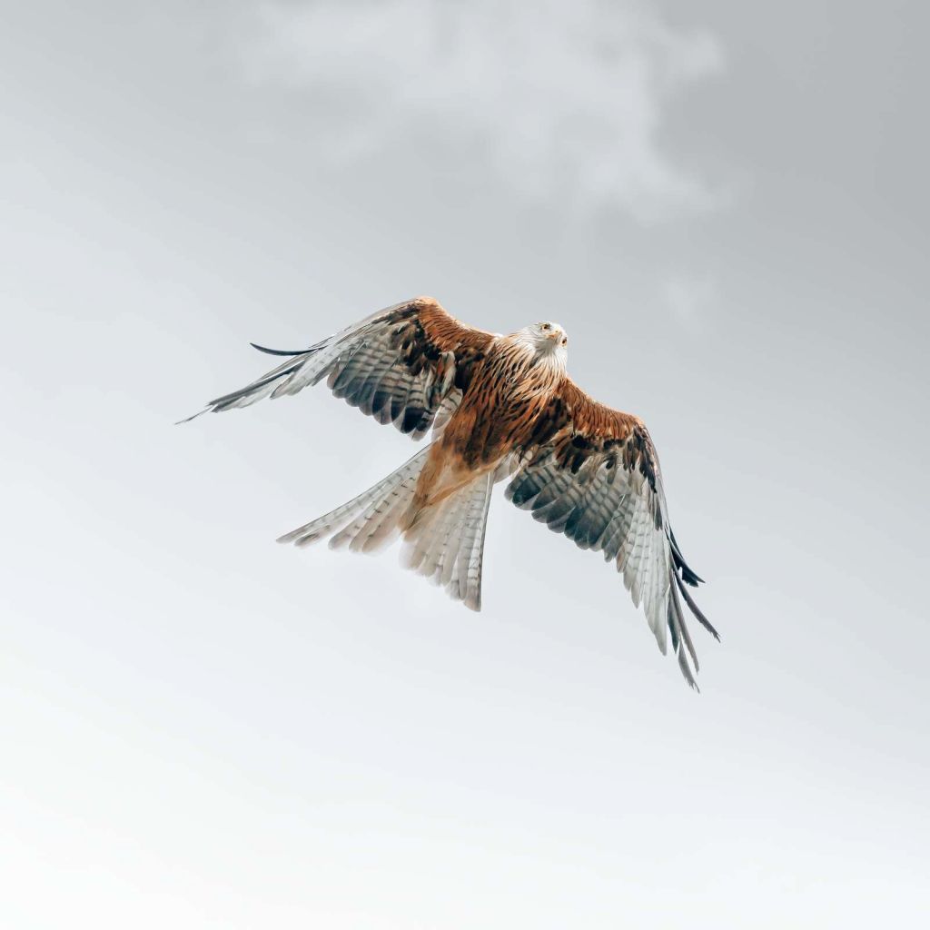 Cerf-volant rouge dans le ciel