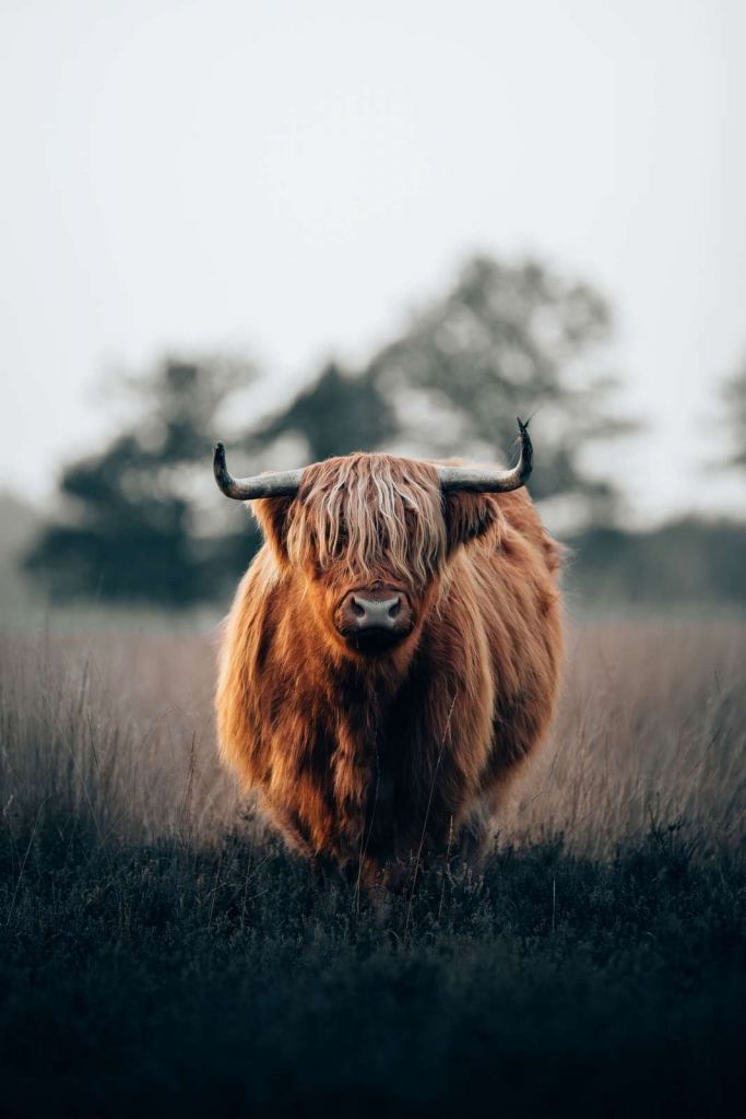 Portrait d'un bovin des Highlands