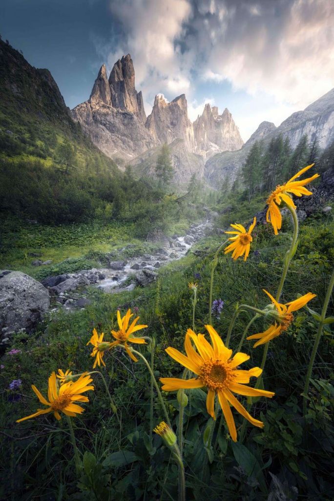 Fleurs alpines gelées dans la vallée de montagne
