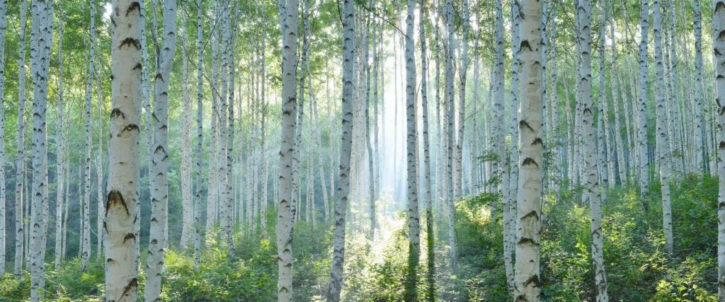 Berkenbos dans la lumière du matin