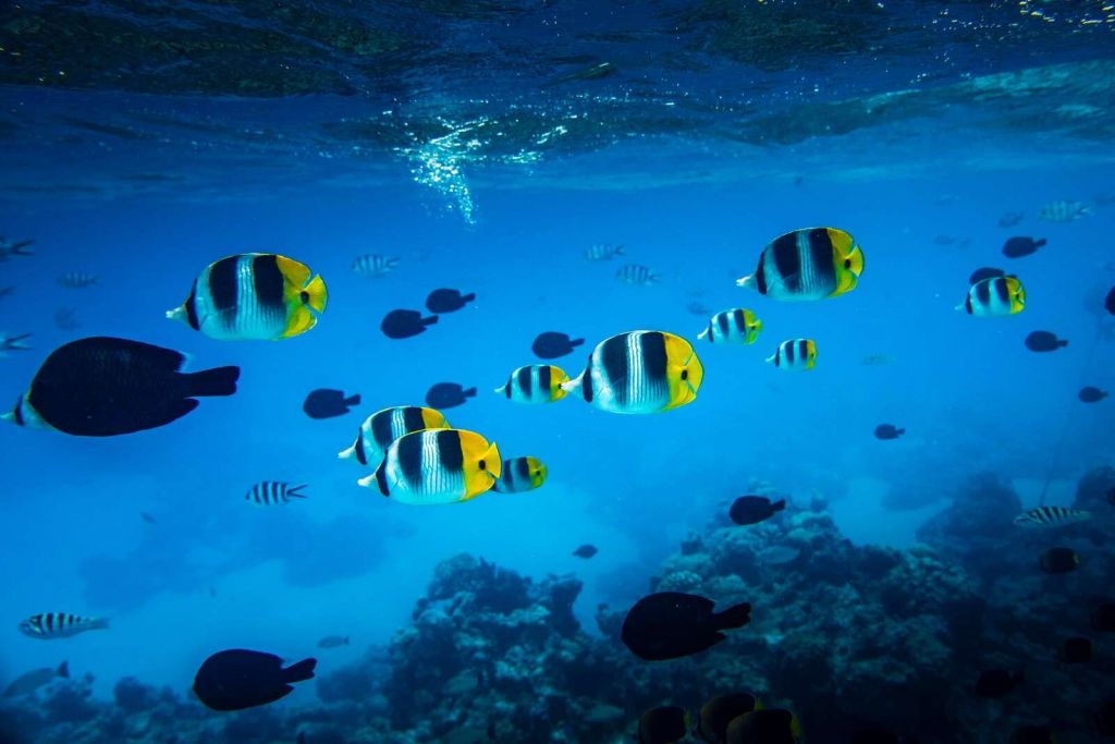 Poissons de récif tropicaux dans l'eau bleu clair